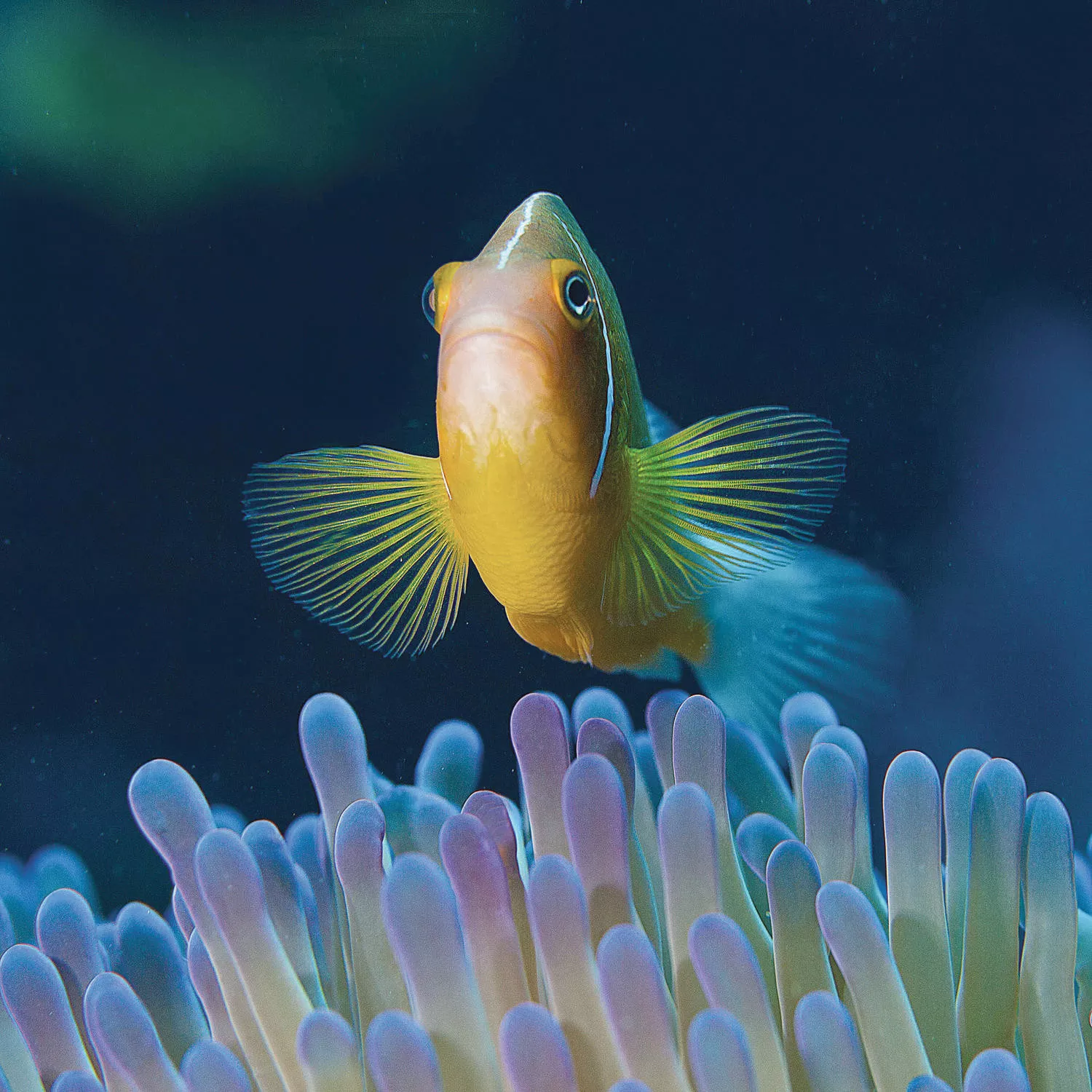 Ilhas Fiji no Kokomo Private Island Resort